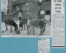 Shrewley06_0012 Shrewley donkeys - Gate House Farm
