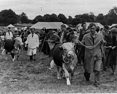 S0803 Ivor Johnson showing Rowington Escort in 1949